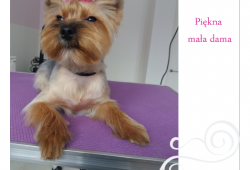 Chloe po pielęgnacji w spa ChiChi Dog