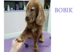 Bobik zadbał o swoją szatę przed Świętami...