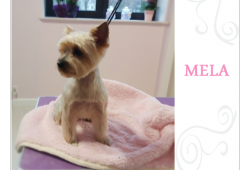 Mela po zimowej pielęgnacji...