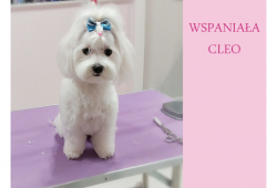 Cleo po pielęgnacji w spa ChiChi Dog