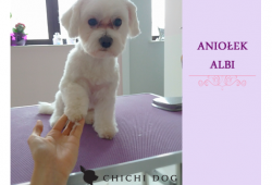 Albi - piesek o anielskim usposobieniu po wizycie w spa ChiChi Dog