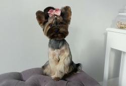 Bee - ambasadorka salonu CHICHI DOG w pełnej okazałości